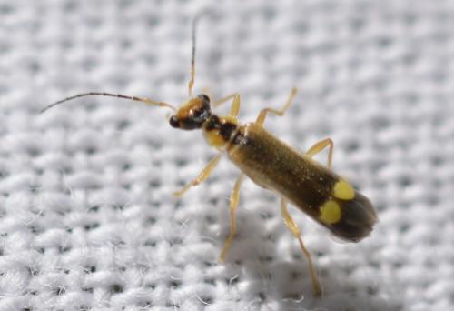 Malthinus seriepunctatus
